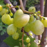 Памяти Хирурга